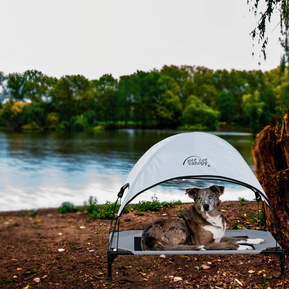 From Backyard Hangouts to Serious Adventures, These Dog Camping Beds Will Make Any Trip Better